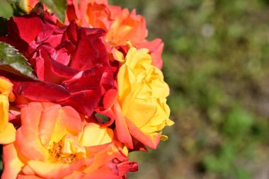 Yeşil bahçede gül 