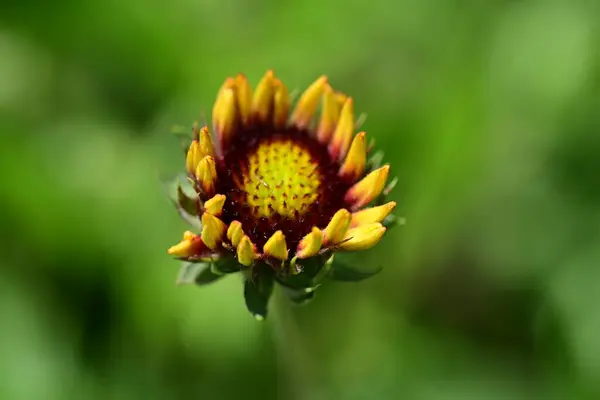 Stock image indian blanket flower close up