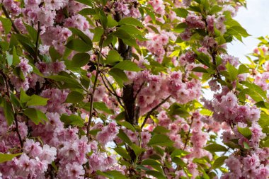 Baharda parkta çiçekli kiraz ağacı. 
