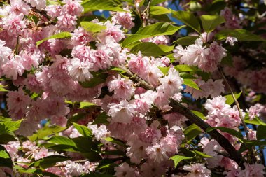 Baharda parkta çiçekli kiraz ağacı. 
