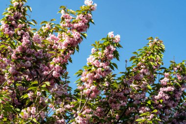 Baharda parkta çiçekli kiraz ağacı. 