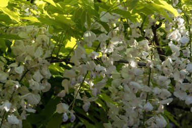 Bahçedeki dalda beyaz çiçekler, güneşli havada, yakın - yakın
