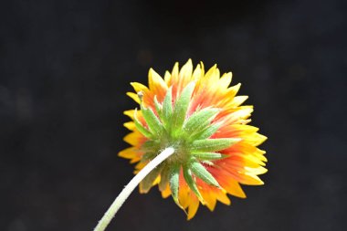 Siyah arka planda güzel bir portakal çiçeği