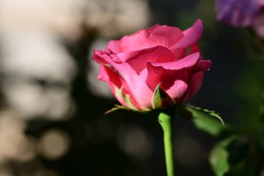 Bahçede güzel pembe bir gül 