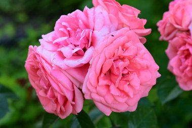 bahçede büyüyen güzel pembe güller 