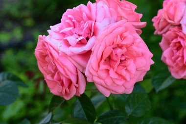 bahçede büyüyen güzel pembe güller 