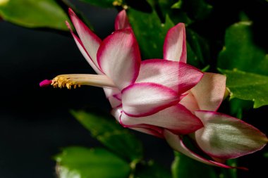 Güzel Hippeastrum Çiçekleri yaklaşın