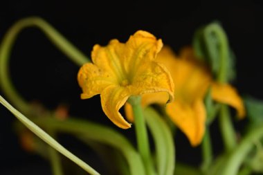 Güzel, güneşli, parlak çiçekler bahçede.