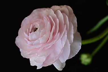 Yeşil bahçede gül 