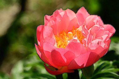 Bahar bahçesinde yetişen güzel çiçek 