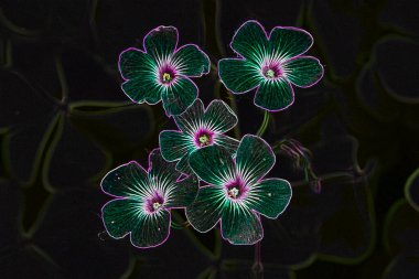 kaotik renkli çiçekler, negatif görüntü efekti