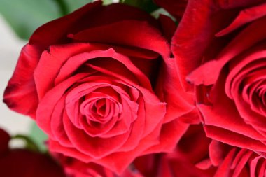 Bahçedeki kırmızı güller. Kapat.