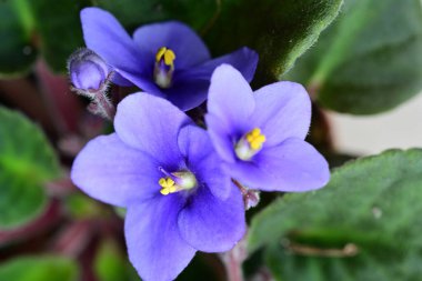 Bahçedeki güzel mor mor çiçeğe yaklaş.