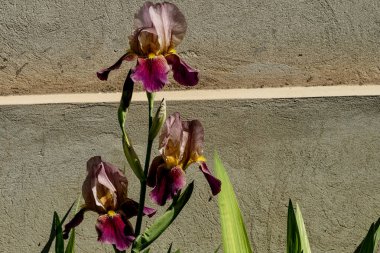 Güneşli yaz gününde bahçede yetişen güzel çiçekler.            