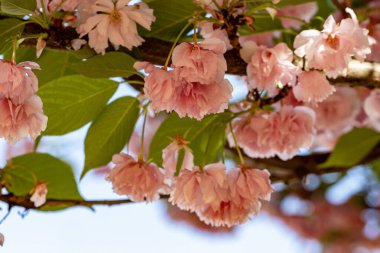 kiraz ağacı üzerinde güzel çiçek açan çiçekler