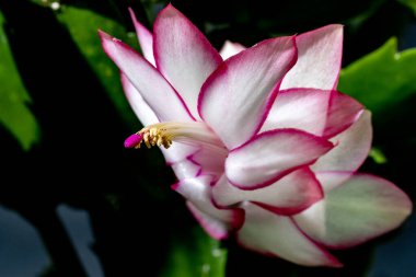 Yaz bahçesinde büyüyen güzel çiçeğin yakın plan görüntüsü                