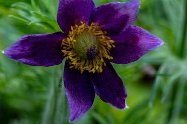Yaz bahçesinde büyüyen güzel çiçeğin yakın plan görüntüsü                
