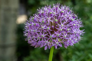 Bahçedeki pembe çiçekleri kapat.