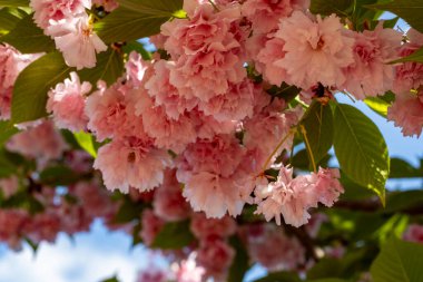 kiraz ağacı üzerinde güzel çiçek açan çiçekler