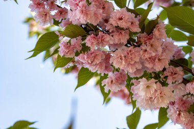 kiraz ağacı üzerinde güzel çiçek açan çiçekler