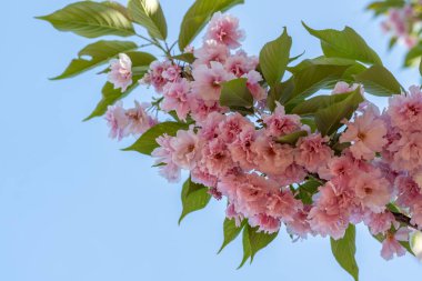 kiraz ağacı üzerinde güzel çiçek açan çiçekler