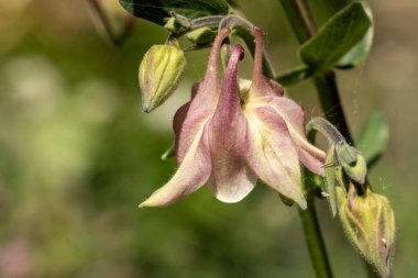 Bahçedeki pembe çiçekleri kapat.