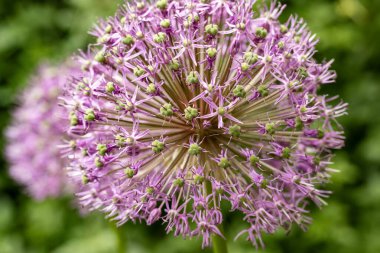 Bahçedeki pembe çiçekleri kapat.