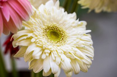 Güneşli yaz gününde bahçede yetişen güzel çiçekler.