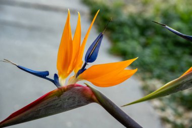 Güzel bir turuncu çiçek kuşunun yakın plan çekimi.