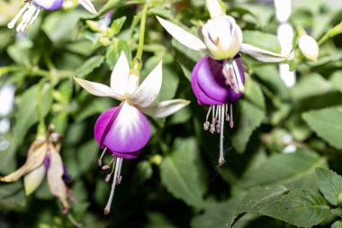 Bahçedeki pembe çiçekleri kapat.