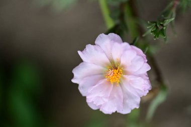 Bahçedeki pembe çiçekleri kapat.