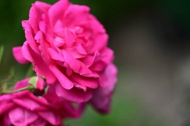 Yeşil bahçede gül 