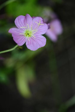 Bahçedeki pembe çiçekleri kapat.