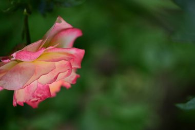 Bulanık arkaplanda güzel bir gül