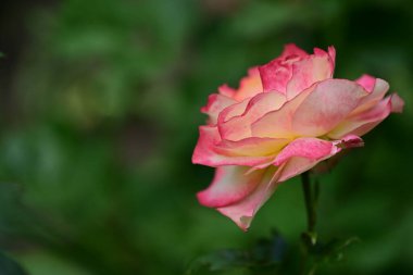 Bulanık arkaplanda güzel bir gül