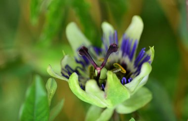 Mavi tutku çiçek (passiflora caerulea)