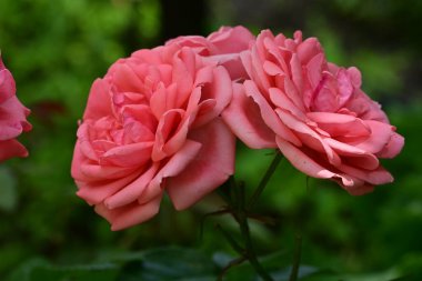 Kapatın güzel gülleri