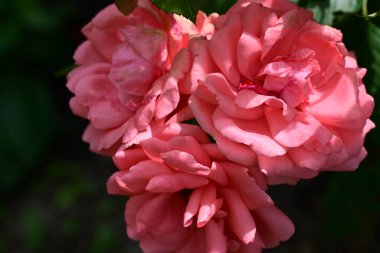 Kapatın güzel gülleri