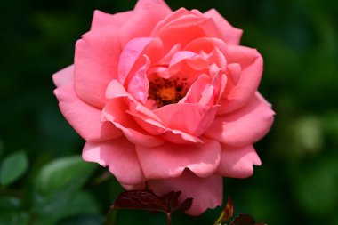 Kapatın güzel gülleri