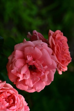 Kapatın güzel gülleri