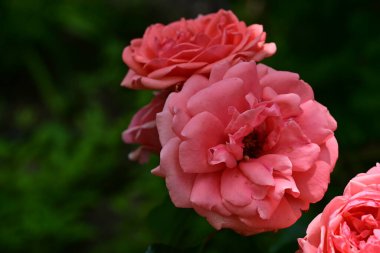 Kapatın güzel gülleri