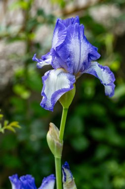 Bahçedeki güzel iris çiçeklerine yakın çekim