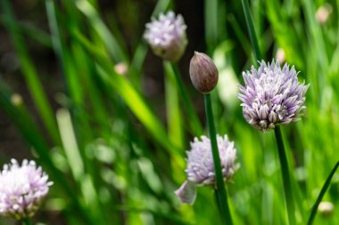 Bahçede büyüyen güzel çiçeklerin yakın çekim görüntüsü                         