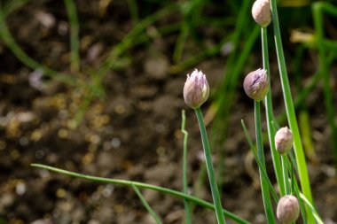 Güneşli yaz gününde bahçede yetişen güzel çiçekler.