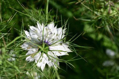 Bahçede büyüyen beyaz çiçekler