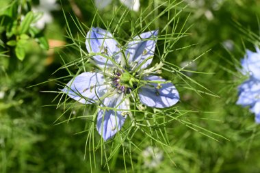 Bahar bahçesinde yetişen güzel çiçek 