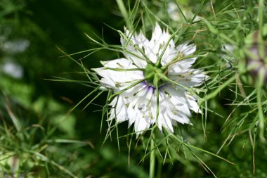 Bahçede büyüyen beyaz çiçekler