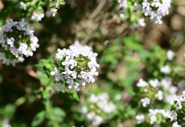 Bahçede büyüyen beyaz çiçekler
