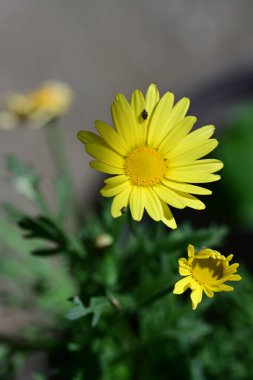 Güzel, güneşli, parlak çiçekler bahçede.