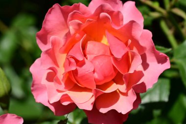 Bahçede güzel bir gül